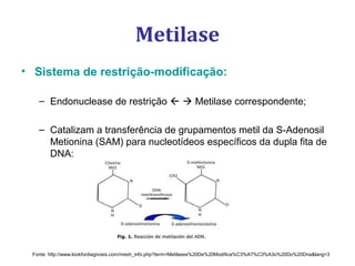 Metilase
• Sistema de restrição-modificação:
– Endonuclease de restrição   Metilase correspondente;
– Catalizam a transferência de grupamentos metil da S-Adenosil
Metionina (SAM) para nucleotídeos específicos da dupla fita de
DNA:
Fonte: http://www.lookfordiagnosis.com/mesh_info.php?term=Metilases%20De%20Modifica%C3%A7%C3%A3o%20Do%20Dna&lang=3
 