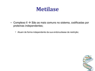 Metilase
– Complexo II  São as mais comuns no sistema, codificadas por
proteínas independentes;
• Atuam de forma independente da sua endonuclease de restrição;
 