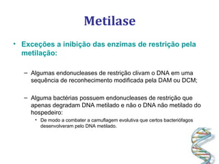 Metilase
• Exceções a inibição das enzimas de restrição pela
metilação:
– Algumas endonucleases de restrição clivam o DNA em uma
sequência de reconhecimento modificada pela DAM ou DCM;
– Alguma bactérias possuem endonucleases de restrição que
apenas degradam DNA metilado e não o DNA não metilado do
hospedeiro:
• De modo a combater a camuflagem evolutiva que certos bacteriófagos
desenvolveram pelo DNA metilado.
 