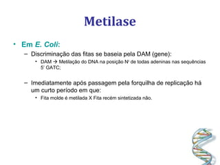 Metilase
• Em E. Coli:
– Discriminação das fitas se baseia pela DAM (gene):
• DAM  Metilação do DNA na posição N6
de todas adeninas nas sequências
5’ GATC;
– Imediatamente após passagem pela forquilha de replicação há
um curto período em que:
• Fita molde é metilada X Fita recém sintetizada não.
 