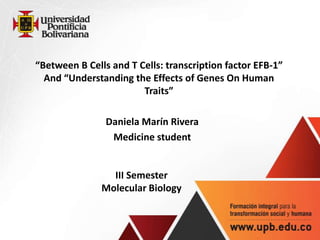 “Between B Cells and T Cells: transcription factor EFB-1”
And “Understanding the Effects of Genes On Human
Traits”
Daniela Marín Rivera
Medicine student
III Semester
Molecular Biology
 
