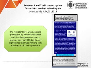 Between B and T cells : transcription
factor EBF-1 reminds who they are
Sciencedaily. July ,23 ,2013
The receptor EBF-1 was described
previously by Rudolf Grosschedl
and his colleagues were able to
prove as early as 1995, but its only
significance level was immune cells
inactivation of T in his presence.
 