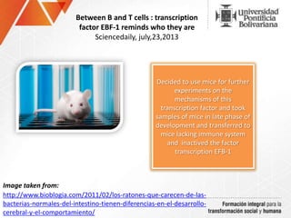 Between B and T cells : transcription
factor EBF-1 reminds who they are
Sciencedaily, july,23,2013
Decided to use mice for further
experiments on the
mechanisms of this
transcription factor and took
samples of mice in late phase of
development and transferred to
mice lacking immune system
and inactived the factor
transcription EFB-1
Image taken from:
http://www.bioblogia.com/2011/02/los-ratones-que-carecen-de-las-
bacterias-normales-del-intestino-tienen-diferencias-en-el-desarrollo-
cerebral-y-el-comportamiento/
 