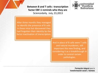 .
Between B and T cells : transcription
factor EBF-1 reminds who they are
Sciencedaily, July, 23,2013
After three months they managed
to identify the presence of B cells
in these mice but discovered they
had forgotten their identity by the
factor inactivation of transcription.
And in place of B cells were T cells
and natural murderers, still
important this new finding, and
considering it as a breakthrough in
order to control certain
pathologies.
 