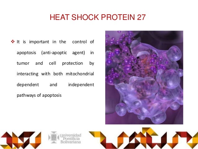 doxazosin prostate cancer
