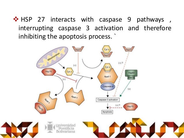 doxazosin prostate cancer