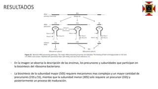 RESULTADOS
- En la imagen se observa la descripción de las enzimas, los precursores y subunidades que participan en
la biosíntesis del ribosoma bacteriano.
- La biosíntesis de la subunidad mayor (50S) requiere mecanismos mas complejos y un mayor cantidad de
precursores (23S y 5S), mientas que la subunidad menor (30S) solo requiere un precursor (16S) y
posteriormente un proceso de maduración.
 