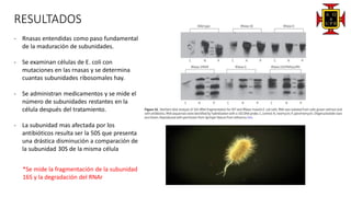 RESULTADOS
- Rnasas entendidas como paso fundamental
de la maduración de subunidades.
- Se examinan células de E. coli con
mutaciones en las rnasas y se determina
cuantas subunidades ribosomales hay.
- Se administran medicamentos y se mide el
número de subunidades restantes en la
célula después del tratamiento.
- La subunidad mas afectada por los
antibióticos resulta ser la 50S que presenta
una drástica disminución a comparación de
la subunidad 30S de la misma célula
*Se mide la fragmentación de la subunidad
16S y la degradación del RNAr
 