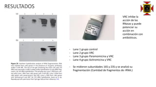 RESULTADOS
VRC inhibe la
acción de las
RNasas y puede
potenciar su
acción en
combinación con
antibióticos.
- Lane 1 grupo control
- Lane 2 grupo VRC
- Lane 3 grupo Paramomicina y VRC
- Lane 4 grupo Azitromicina y VRC
- Se midieron subunidades 16S y 23S y se analizó su
fragmentación (Cantidad de fragmentos de rRNA.)
 