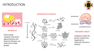 INTRODUCTION
ANTIBIOTICS
Antimicrobial
substance that works
against bacteria and
bacterial infections can
either kill or inhibit
growth.
RIBOSOMAL TARGET
Antibiotics inhibit the
protein synthesis by
targeting the
ribosomal subunits in
bacteria.
BIOGENESIS OF SUBUNITS
 