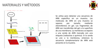 MATERIALES Y MÉTODOS
NORTHERN BLOT
Se utiliza para detectar una secuencia de
ARN específica en un muestra. Las
moléculas de ARN en una muestra se
separan por tamaño mediante
electroforesis en gel. Los fragmentos de
ARN son transferidas del gel a la superficie
de una membrana. La membrana se expone
a una sonda de ADN marcada con una
etiqueta (radiactiva o química). Si la sonda
se une a la membrana, entonces la
secuencia complementaria de ARN está
presente en la muestra.
 