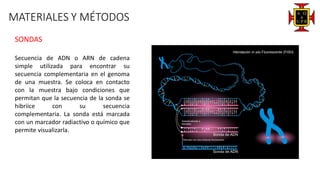 MATERIALES Y MÉTODOS
SONDAS
Secuencia de ADN o ARN de cadena
simple utilizada para encontrar su
secuencia complementaria en el genoma
de una muestra. Se coloca en contacto
con la muestra bajo condiciones que
permitan que la secuencia de la sonda se
hibriice con su secuencia
complementaria. La sonda está marcada
con un marcador radiactivo o químico que
permite visualizarla.
 