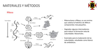 MATERIALES Y MÉTODOS
RNasa
- Ribonucleasa o RNasa, es una enzima
que cataliza la hidrólisis de ARN en
componentes más pequeños.
- Degradan algunos intermediarios
para reducir la formación neta de
subunidades ribosomales.
- Esenciales para la maduración de las
subunidades, estudiadas como blanco
de antibióticos.
 