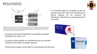 RESULTADOS
En el Northern Blot los resultados se leen de
acuerdo a que tan intensa sea la banda que se
obtuvo después de los procesos de
hibridación, electroforesis y procesamiento de
la muestra.
- Se evalúa la presencia de diferentes subunidades utilizando
hibridación con: 16S, 5’ y 3’
- Se utilizan células tratadas con antibióticos para ver la posible
inhibición de los RNAr que pueden generar.
- Presencia de un grupo control (ND) sin administración de fármacos.
 