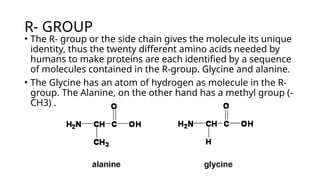 The R Group BIOMOLUCLES.pptxkdiskisdkidndidkdkdkirir | PPTX