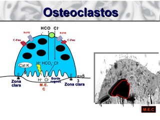 Borde Rugoso Biología del Movimiento Dental | PPT