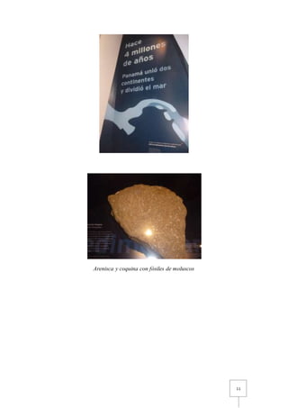 11
Arenisca y coquina con fósiles de moluscos
 