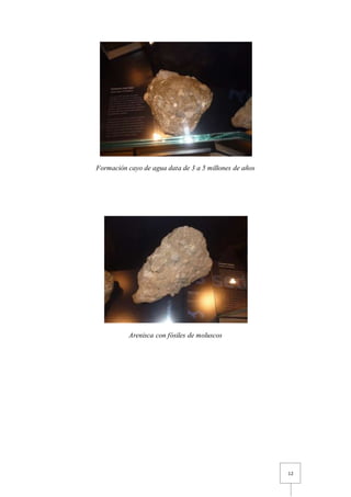 12
Formación cayo de agua data de 3 a 5 millones de años
Arenisca con fósiles de moluscos
 