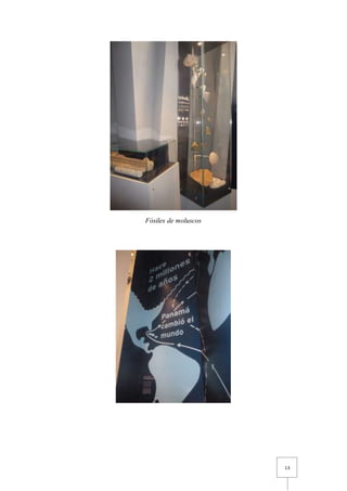 13
Fósiles de moluscos
 