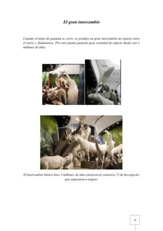 14
El gran intercambio
Cuando el istmo de panamá se cerro, se produjo un gran intercambio de especie entre
el norte y Sudamérica. Por este puente pasaron gran variedad de especie desde casi 3
millones de años.
El intercambio biótico hace 3 millones de años entraron en contactos 72 de las especies
que empezaron a migrar.
 