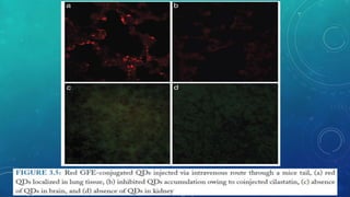 Mehdi Soleymani Goloujeh 
Medical Nanotechnology Department 
13 
 