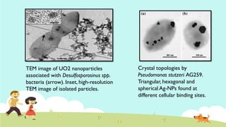 Crystal topologies by
Pseudomonas stutzeri AG259.
Triangular, hexagonal and
spherical Ag-NPs found at
different cellular binding sites.
TEM image of UO2 nanoparticles
associated with Desulfosporosinus spp.
bacteria (arrow). Inset, high-resolution
TEM image of isolated particles.
 