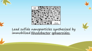 Lead sulfide nanoparticles synthesized by
immobilized Rhodobacter sphaeroides.
 