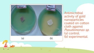 Antimicrobial
activity of gold
nanoparticles
coated on cotton
cloth against
Pseudomonas sp.
(a) control.
(b) experimental.
 