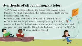 18
Synthesis of silver nanoparticles:
•AgNPs were synthesised using the fungus Arthroderma fulvum
Strain HT77 which was cultivated in potato dextrose broth and had
been inoculated with cells.
•The flasks were incubated at 28°C and 140 rpm for 7 days.
•After incubation, fungal biomass was separated by filtration,
washed with sterile distilled water to remove the traces of culture media
components, resuspended in 100 mL distilled water, incubated at 28°C for
24 hours, and then filtered.
 