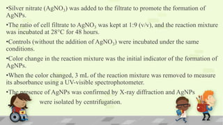 •Silver nitrate (AgNO3) was added to the filtrate to promote the formation of
AgNPs.
•The ratio of cell filtrate to AgNO3 was kept at 1:9 (v/v), and the reaction mixture
was incubated at 28°C for 48 hours.
•Controls (without the addition of AgNO3) were incubated under the same
conditions.
•Color change in the reaction mixture was the initial indicator of the formation of
AgNPs.
•When the color changed, 3 mL of the reaction mixture was removed to measure
its absorbance using a UV-visible spectrophotometer.
•The presence of AgNPs was confirmed by X-ray diffraction and AgNPs
were isolated by centrifugation.
 