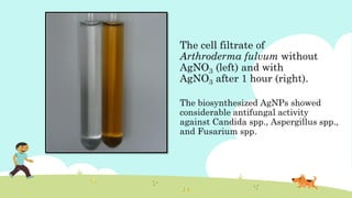 The cell filtrate of
Arthroderma fulvum without
AgNO3 (left) and with
AgNO3 after 1 hour (right).
The biosynthesized AgNPs showed
considerable antifungal activity
against Candida spp., Aspergillus spp.,
and Fusarium spp.
 