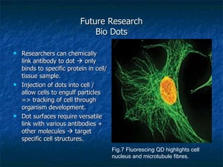 Future Research Bio Dots Researchers can chemically link antibody to dot    only binds to specific protein in cell/tissue sample. Injection of dots into cell / allow cells to engulf particles => tracking of cell through organism development.  Dot surfaces require versatile link with various antibodies + other molecules    target specific cell structures. Fig.7 Fluorescing QD highlights cell nucleus and microtubule fibres. 