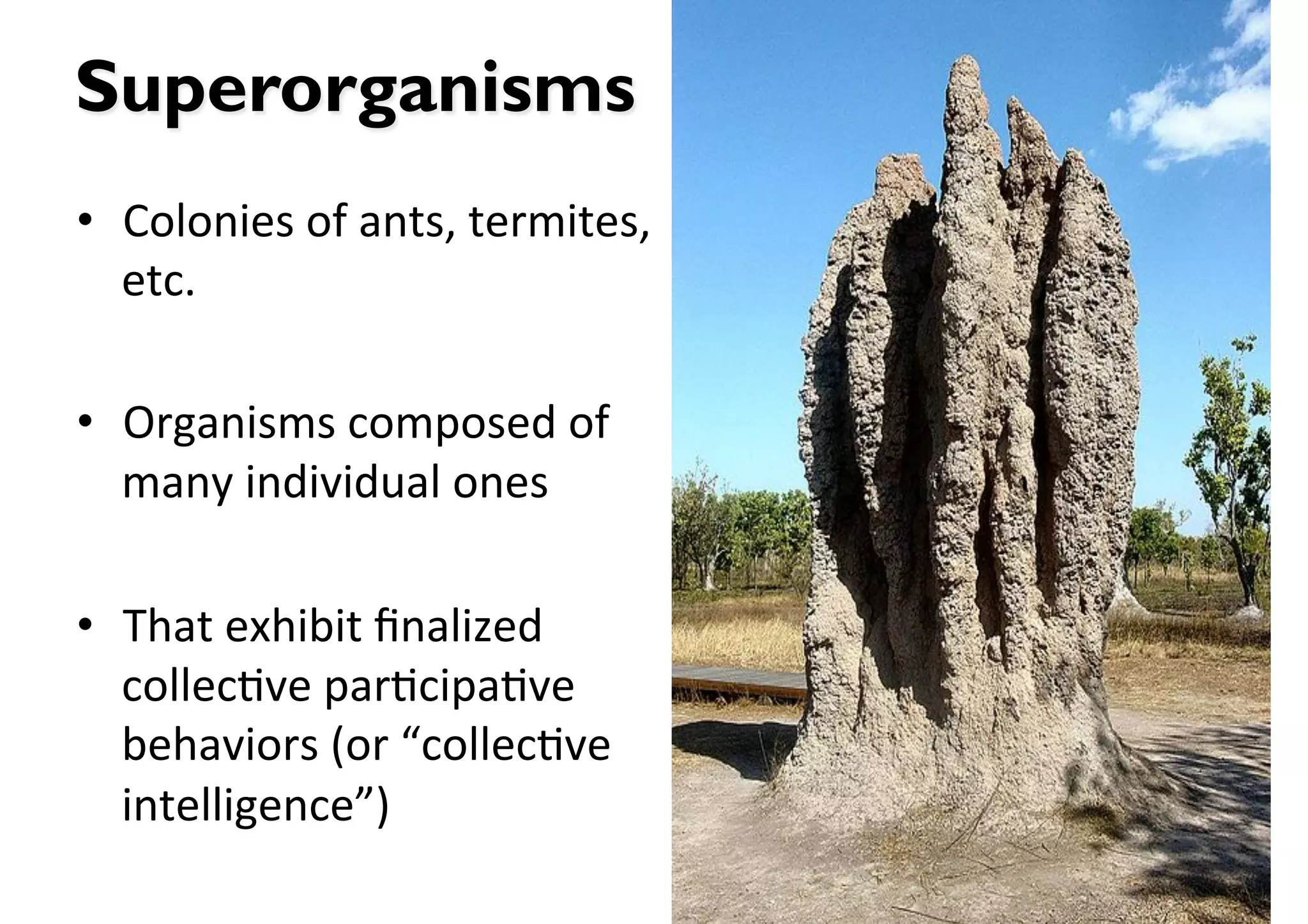 Superorganisms
•  Colonies(of(ants,(termites,(
   etc.(

•  Organisms(composed(of(
   many(individual(ones(

•  That(exhibit(ﬁnalized(
   collec>ve(par>cipa>ve(
   behaviors((or(“collec>ve(
   intelligence”)(
 
