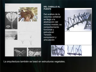 DEL CABALLO AL PUENTE Del análisis de la columna vertebral se llega a la abstracción del mínimo modulo, su comportamiento funcional y estructural:  Tensión, compresión y articulación La arquitectura también se basó en estructuras vegetales.  
