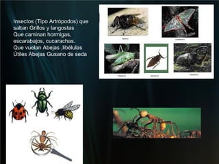 Insectos (Tipo Artrópodos) que saltan Grillos y langostas Que caminan hormigas, escarabajos, cucarachas. Que vuelan Abejas ,libélulas Útiles Abejas Gusano de seda 