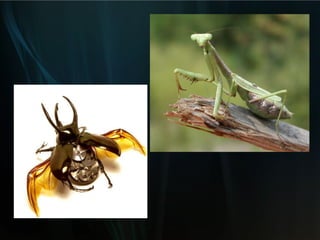 la hoja del loto, la cual puede limpiarse a sí misma de toda suciedad (no importa cómo esté de aferrada) gracias a la especial textura de la superficie de su hoja 