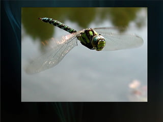 Bionica Insectos | PPT
