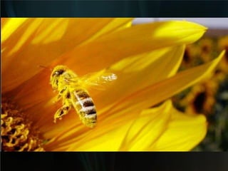 Bionica Insectos | PPT