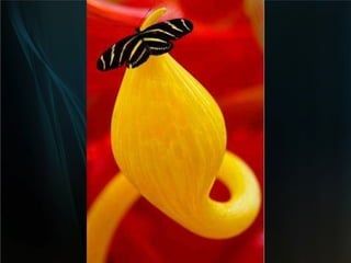 Bionica Insectos | PPT