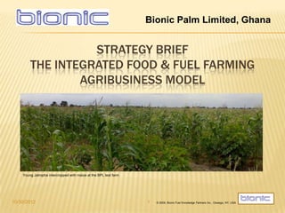 Bionic Palm Limited, Ghana


                  STRATEGY BRIEF
        THE INTEGRATED FOOD & FUEL FARMING
                AGRIBUSINESS MODEL




    Young Jatropha intercropped with maize at the BPL test farm




10/30/2012                                                        1   © 2009, Bionic Fuel Knowledge Partners Inc., Oswego, NY, USA
 