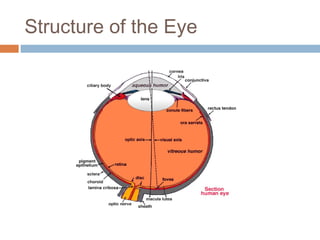 Bionic eye | PPT
