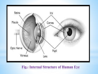 Fig.: Internal Structure of Human Eye
 