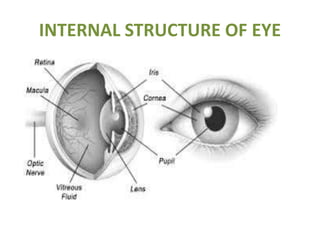 Bionic eye glass | PPTX