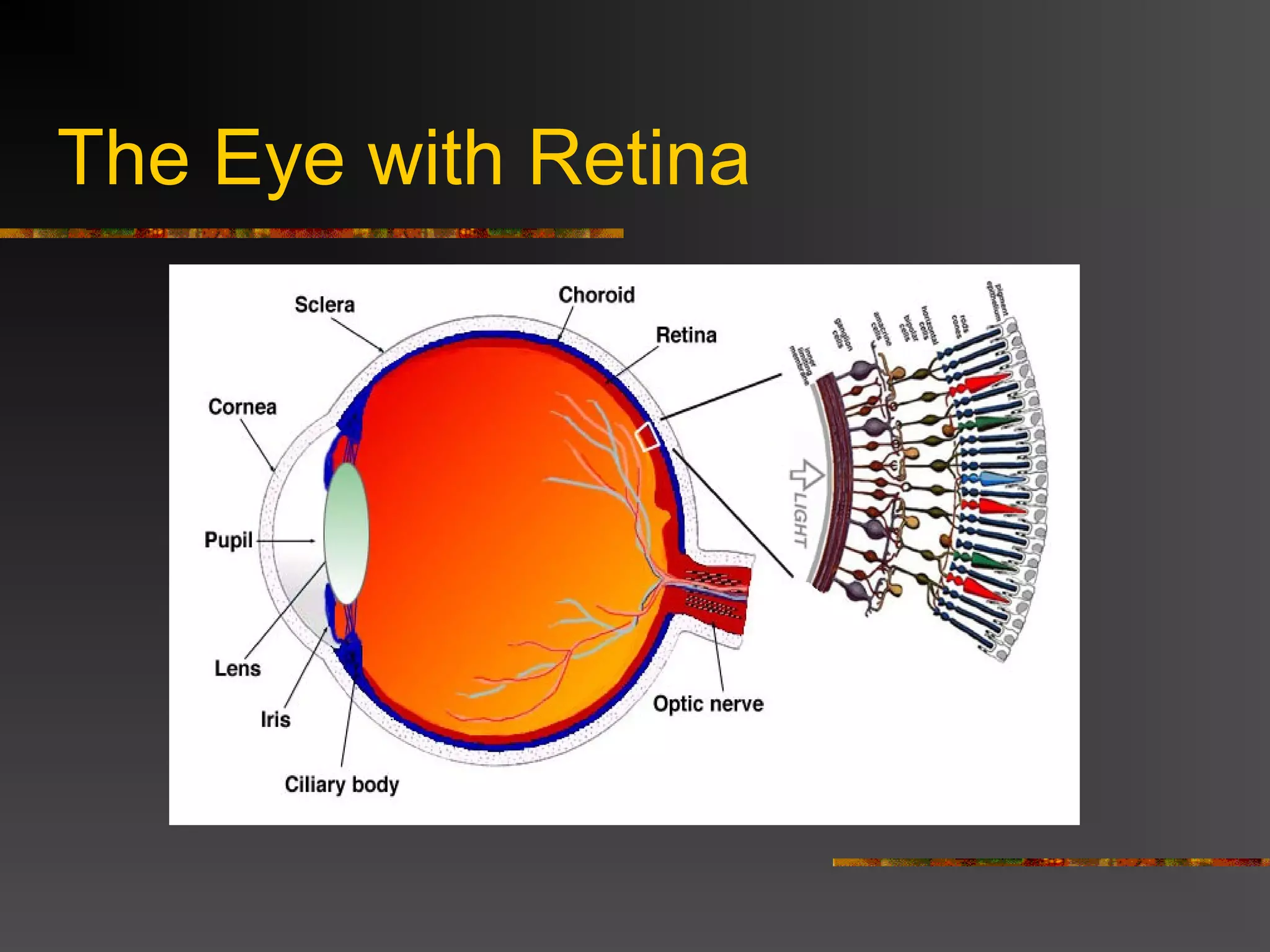 The Eye with Retina
 