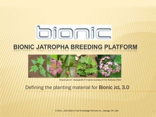BIONIC JATROPHA BREEDING PLATFORM




                     All pictures of interspecific F1 hybrid courtesy of Ton Rulkens, Flickr


   Defining the planting material for Bionic JcL 3.0



                 © 2011, 2012 Bionic Fuel Knowledge Partners Inc., Oswego, NY, USA             1
 
