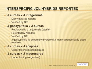 INTERSPECIFIC JCL HYBRIDS REPORTED
   J curcas x J integerrima
       Many detailed reports
       Verified by BPL
   J gossypifolia x J curcas
       Reciprocal is J tanjorensis (sterile)
       Patented by Nandan
       Verified by BPL
       J gossypiifolia is extremely diverse with many taxonomically close
        relatives
   J curcas x J scaposa
       Under testing (Mozambique)
   J curcas x J macrocarpa
       Under testing (Argentina)


                                      9   © 2011, 2012 Bionic Fuel Knowledge Partners Inc., Oswego, NY, USA
 