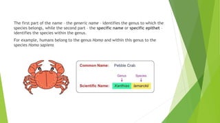 Bionomial nomanclature | PPTX