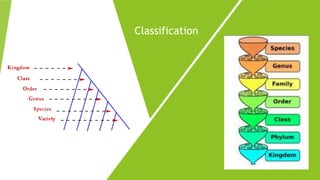 Bionomial nomanclature | PPTX