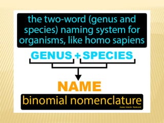 11th -Bionomial nomenclature maharashtra state board | PPTX