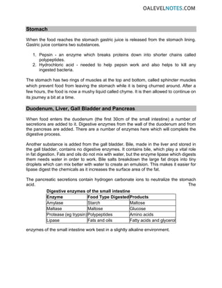 Stomach
When the food reaches the stomach gastric juice is released from the stomach lining.
Gastric juice contains two substances.
1. Pepsin - an enzyme which breaks proteins down into shorter chains called
polypeptides.
2. Hydrochloric acid - needed to help pepsin work and also helps to kill any
ingested bacteria.
The stomach has two rings of muscles at the top and bottom, called sphincter muscles
which prevent food from leaving the stomach while it is being churned around. After a
few hours, the food is now a mushy liquid called chyme. It is then allowed to continue on
its journey a bit at a time.
Duodenum, Liver, Gall Bladder and Pancreas
When food enters the duodenum (the first 30cm of the small intestine) a number of
secretions are added to it. Digestive enzymes from the wall of the duodenum and from
the pancreas are added. There are a number of enzymes here which will complete the
digestive process.
Another substance is added from the gall bladder. Bile, made in the liver and stored in
the gall bladder, contains no digestive enzymes. It contains bile, which play a vital role
in fat digestion. Fats and oils do not mix with water, but the enzyme lipase which digests
them needs water in order to work. Bile salts breakdown the large fat drops into tiny
droplets which can mix better with water to create an emulsion. This makes it easier for
lipase digest the chemicals as it increases the surface area of the fat.
The pancreatic secretions contain hydrogen carbonate ions to neutralize the stomach
acid. The
enzymes of the small intestine work best in a slightly alkaline environment.
Digestive enzymes of the small intestine
Enzyme Food Type DigestedProducts
Amylase Starch Maltose
Maltase Maltose Glucose
Protease (eg trypsin)Polypeptides Amino acids
Lipase Fats and oils Fatty acids and glycerol
 